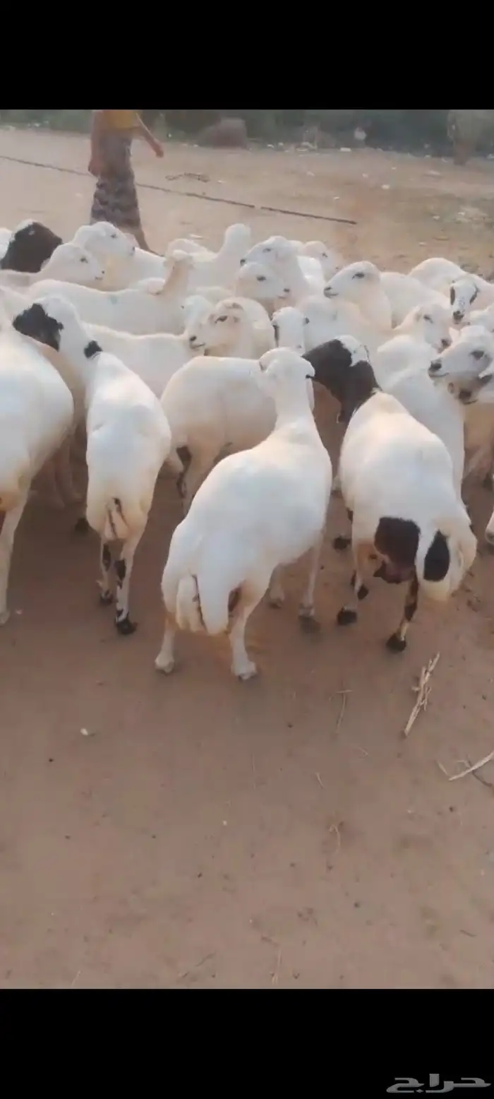 يوجد لدينا ضان رفيديات للبيع العدد 100راس دوافع مضاريع قرايب 1