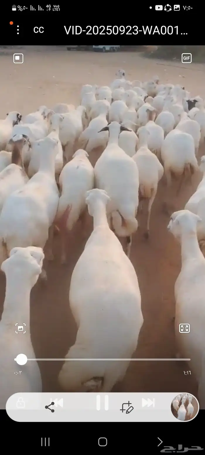 يوجد لدينا ضان رفيديات للبيع العدد 100راس دوافع مضاريع قرايب 2