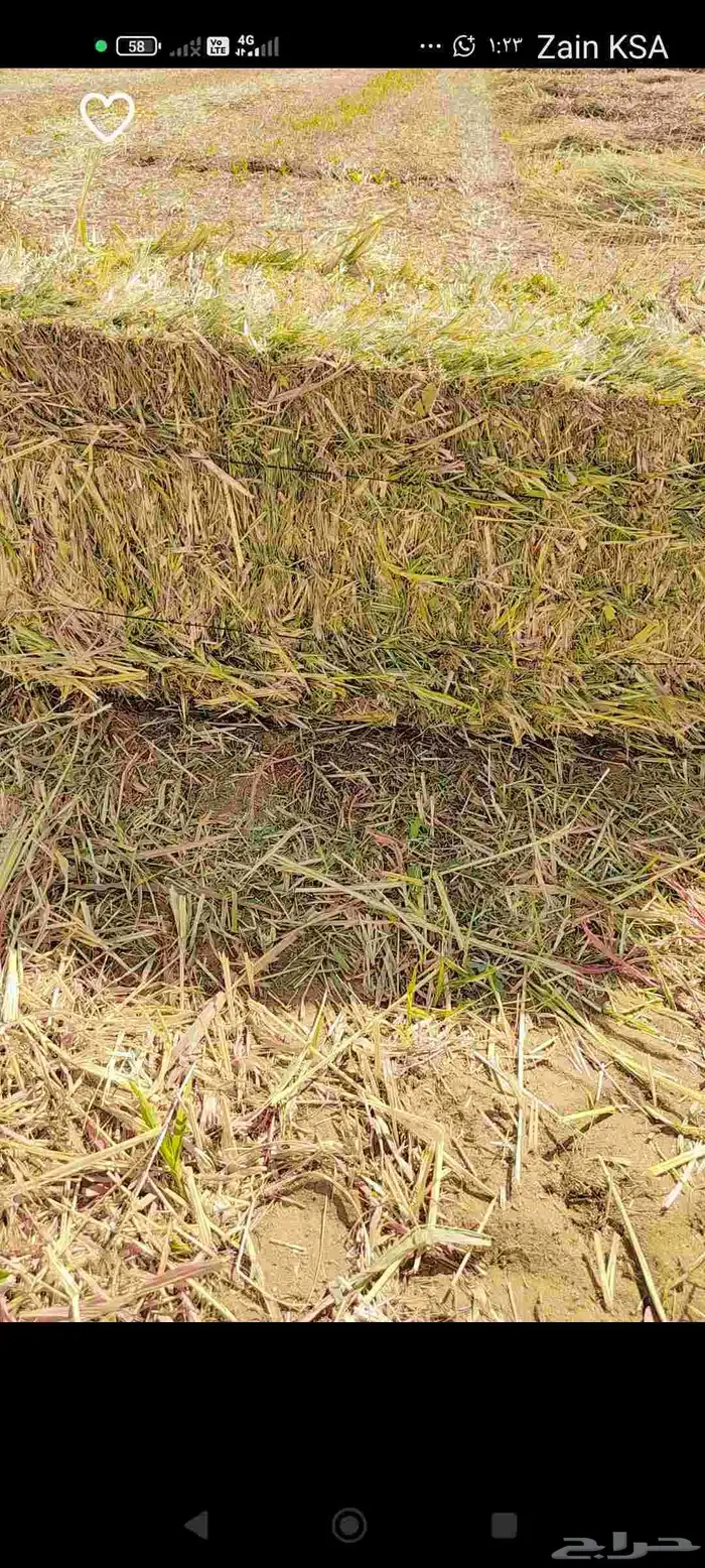 علف ذرة جيزانية ناعمة جدا  قصب 0