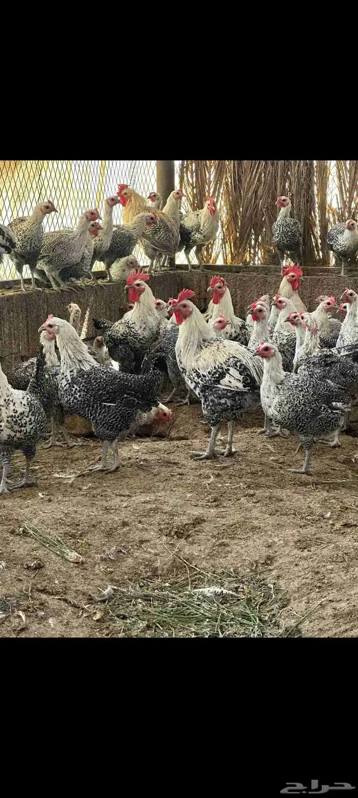 دجاج فيومي صافي 3