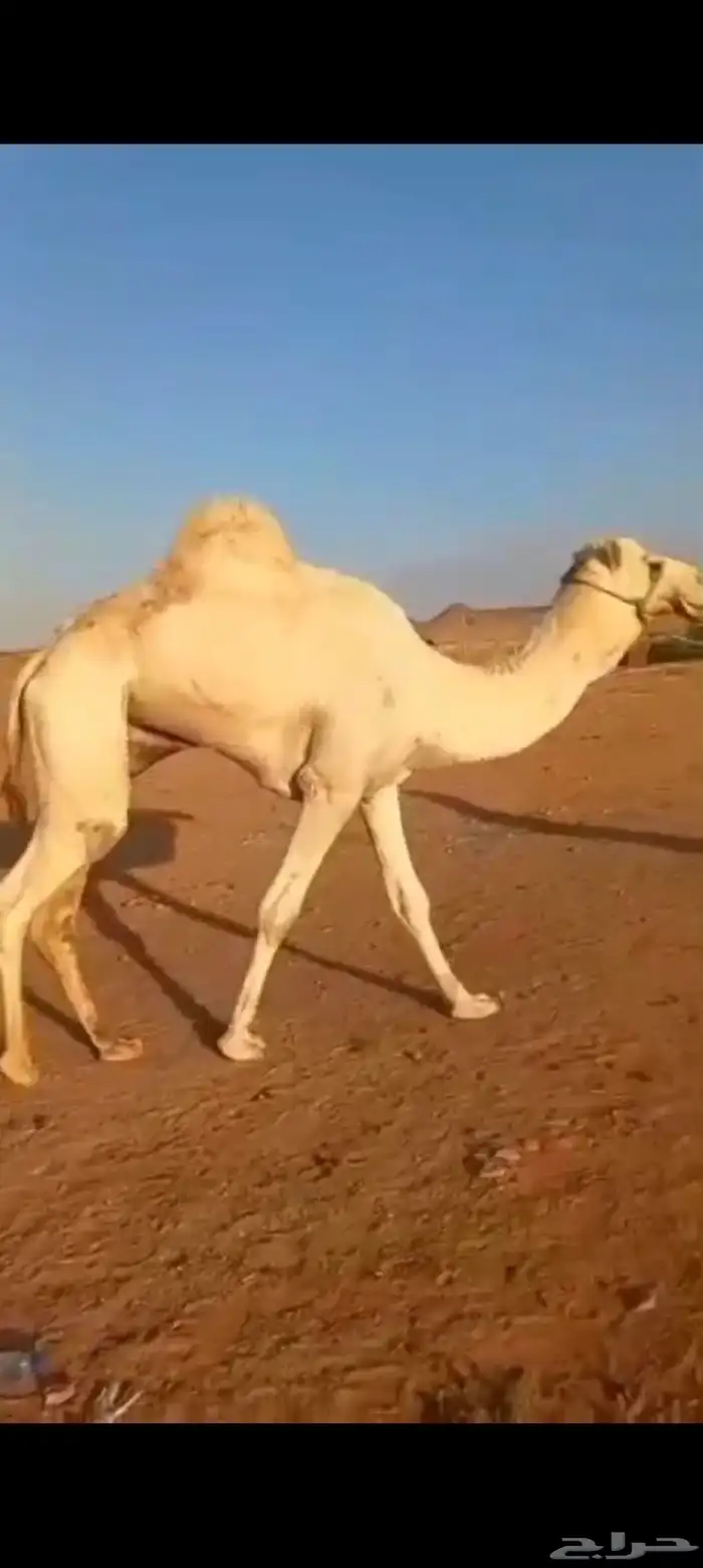 جمل حر اصيل فيه عدد 16 0