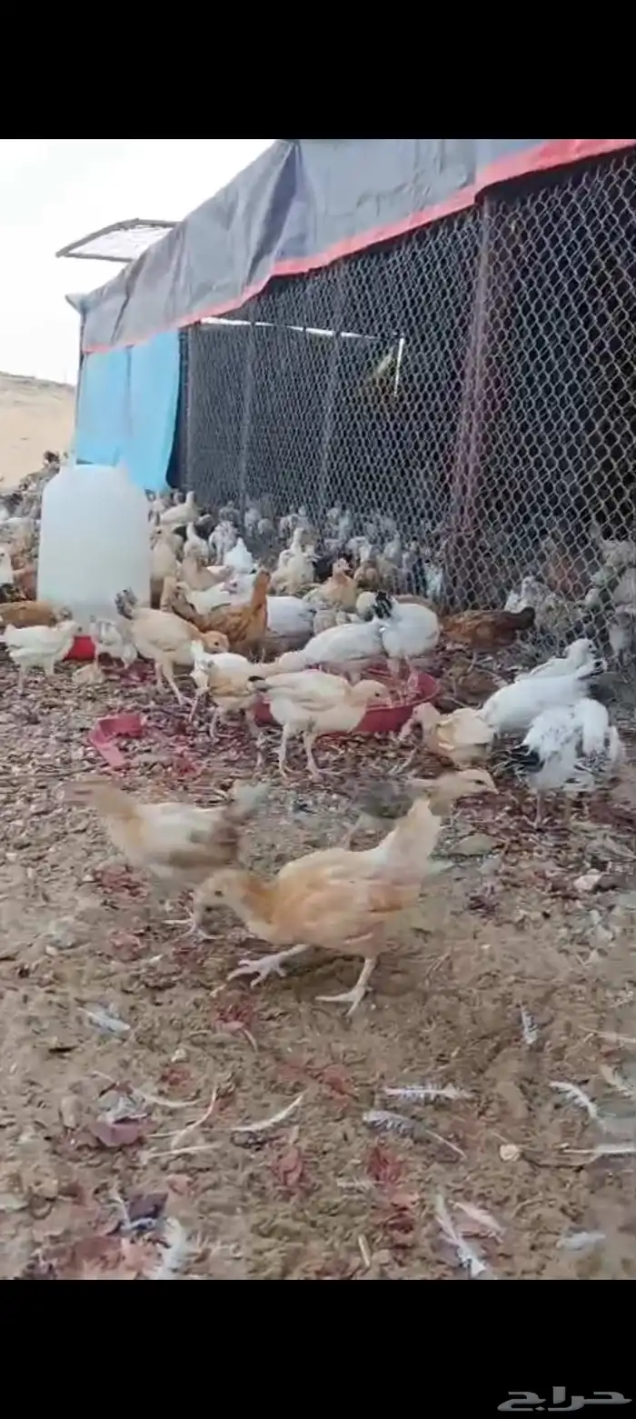 دجاج بلدي للبيع 0
