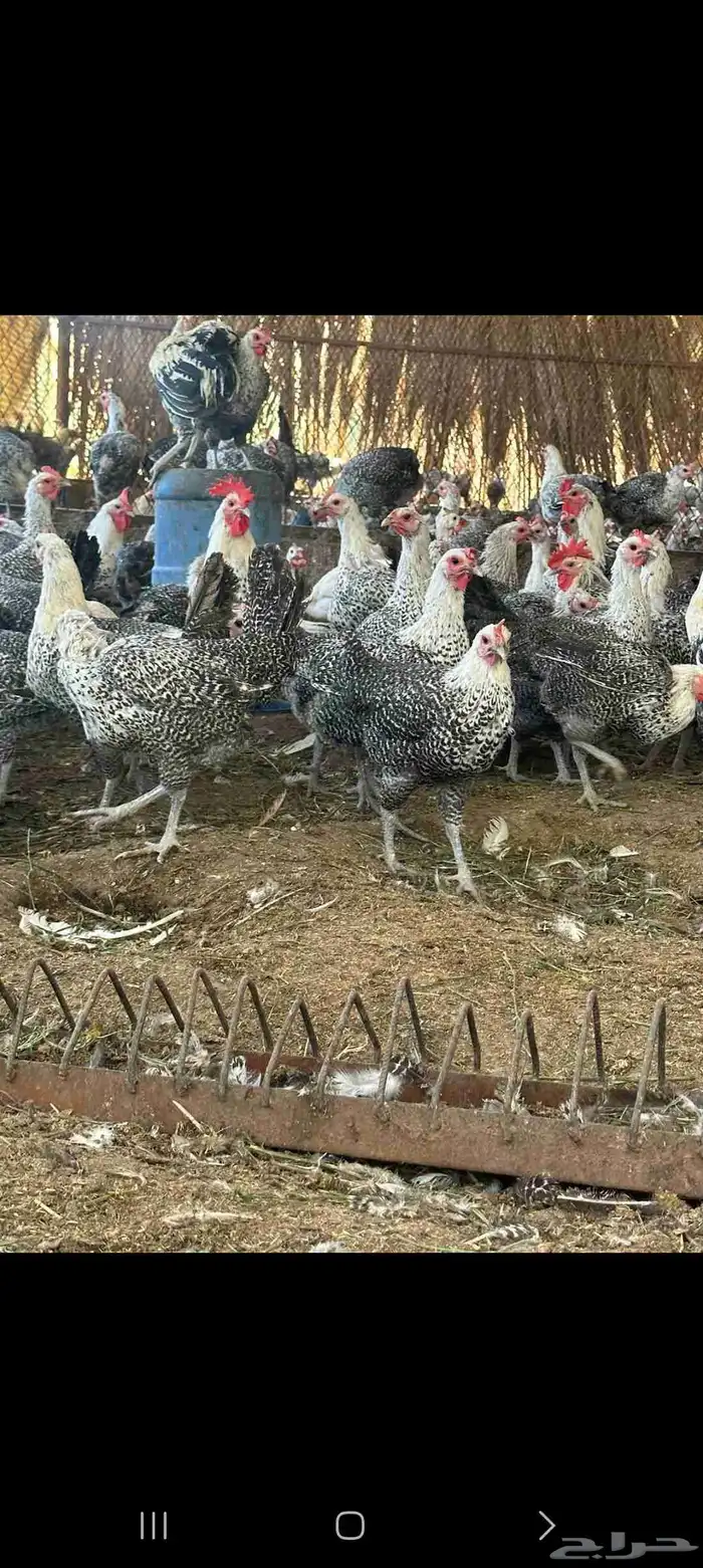 دجاج فيومي صافي 2