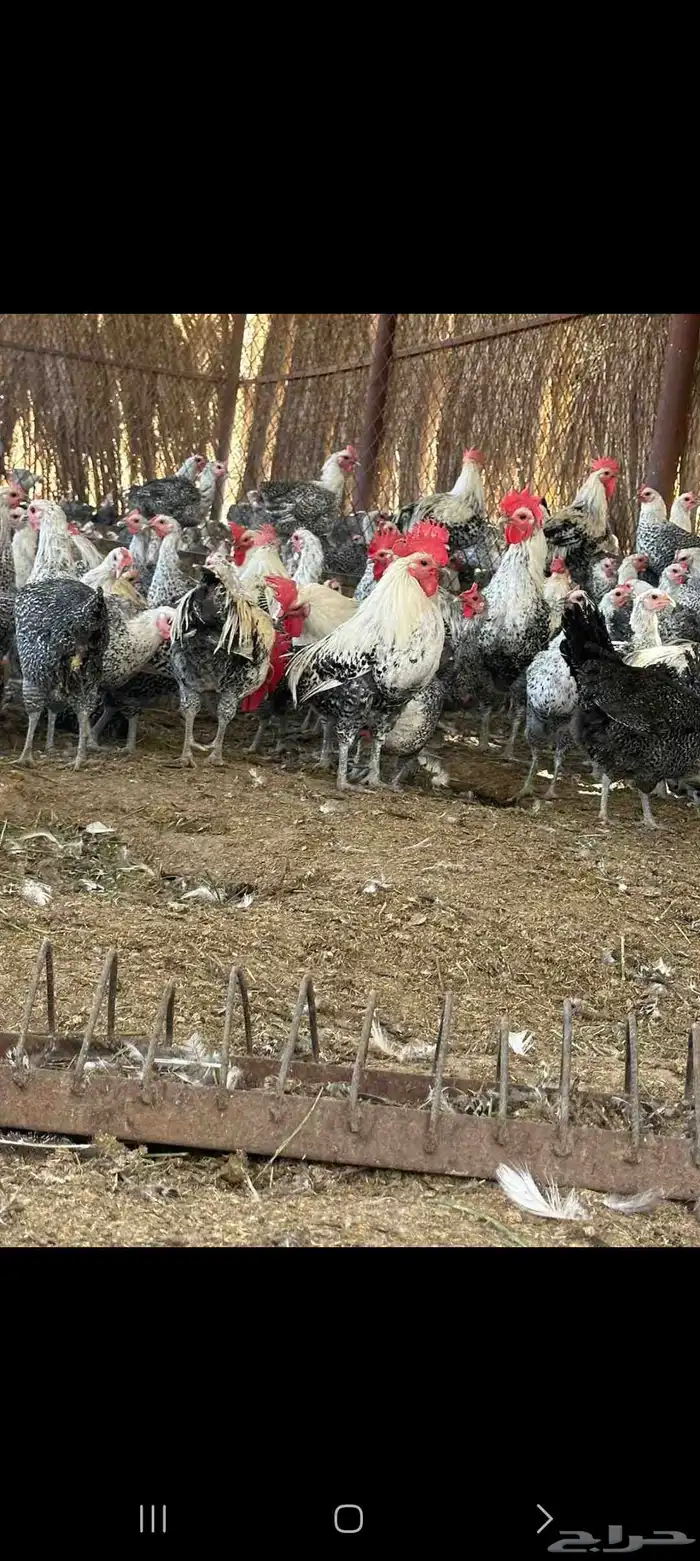 دجاج فيومي صافي 0