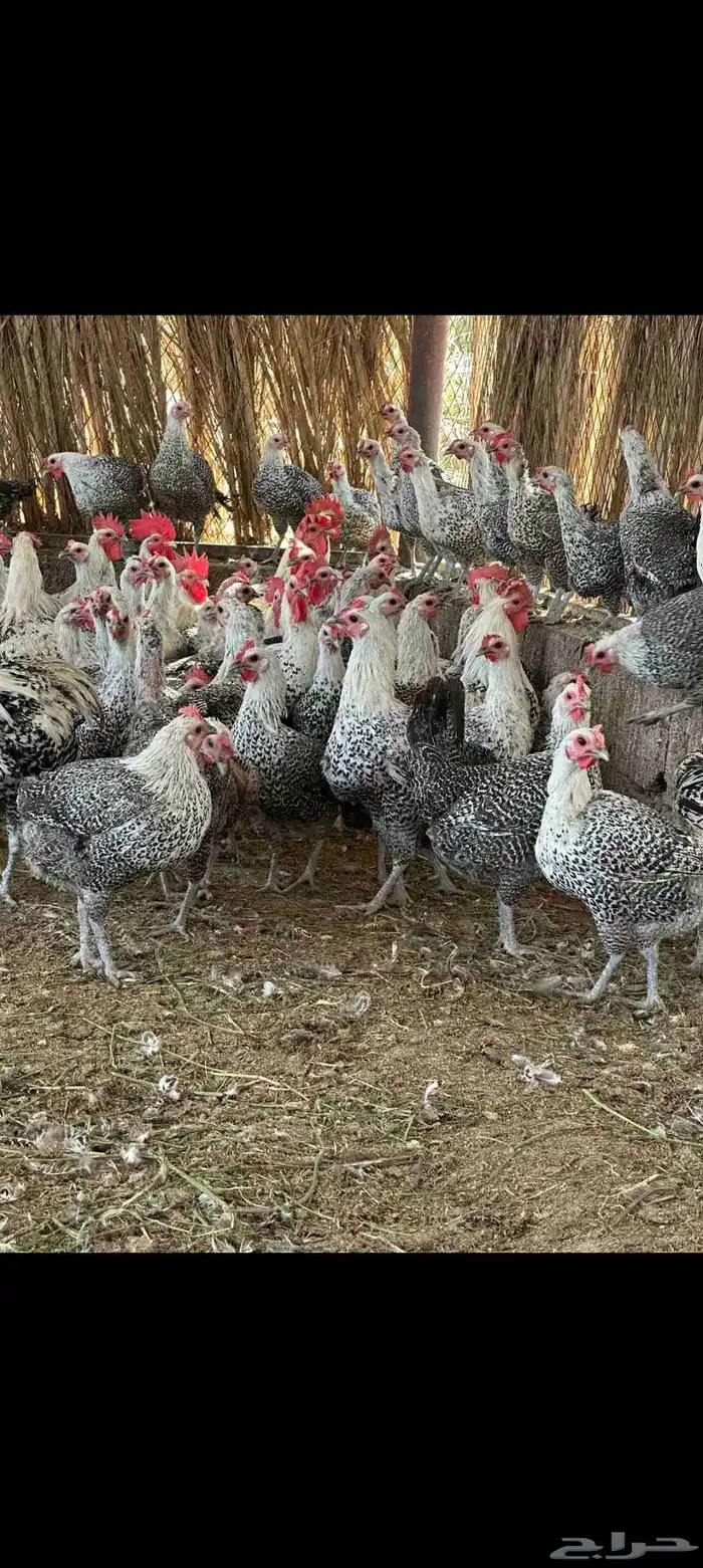 دجاج فيومي صافي 4