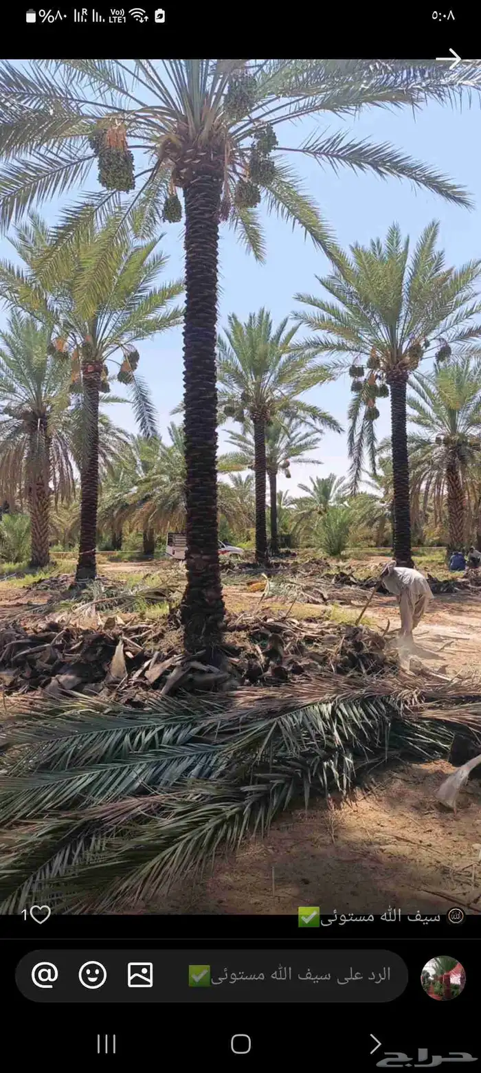 اشجار زيتون ونخيل 4