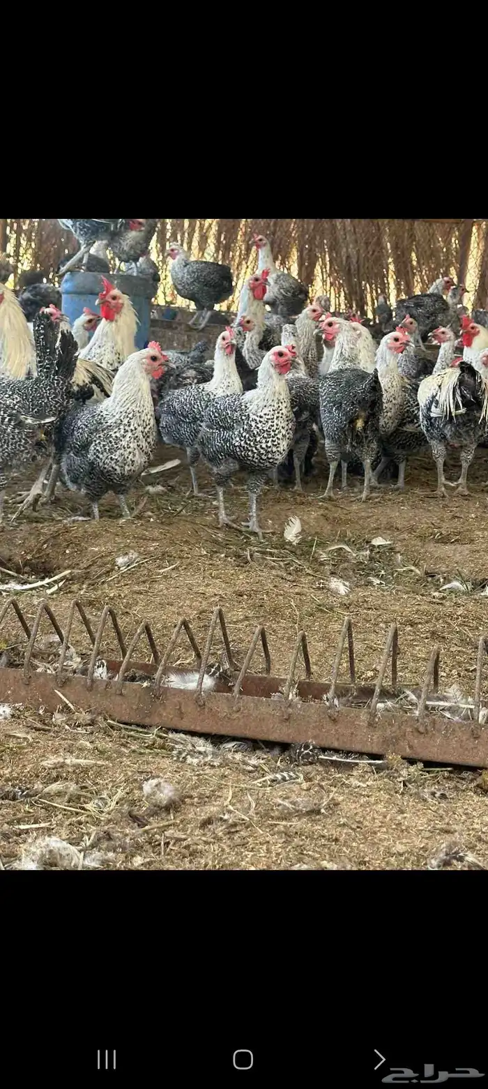 دجاج فيومي صافي 1