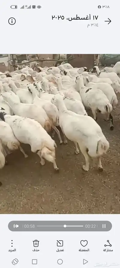 ضان رفيدي أكبر جرم العدد 70قرايب دفيع علا الشرط index