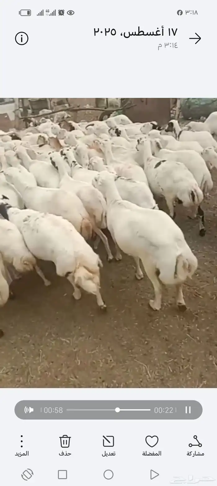 ضان رفيدي أكبر جرم العدد 70قرايب دفيع علا الشرط 2