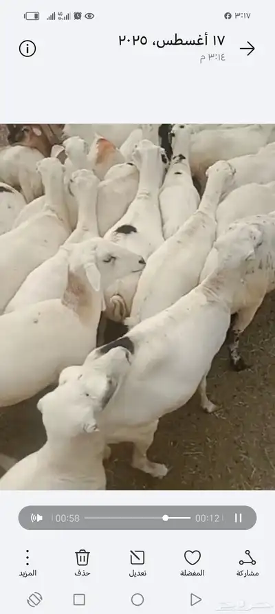 ضان رفيدي أكبر جرم العدد 70قرايب دفيع علا الشرط index