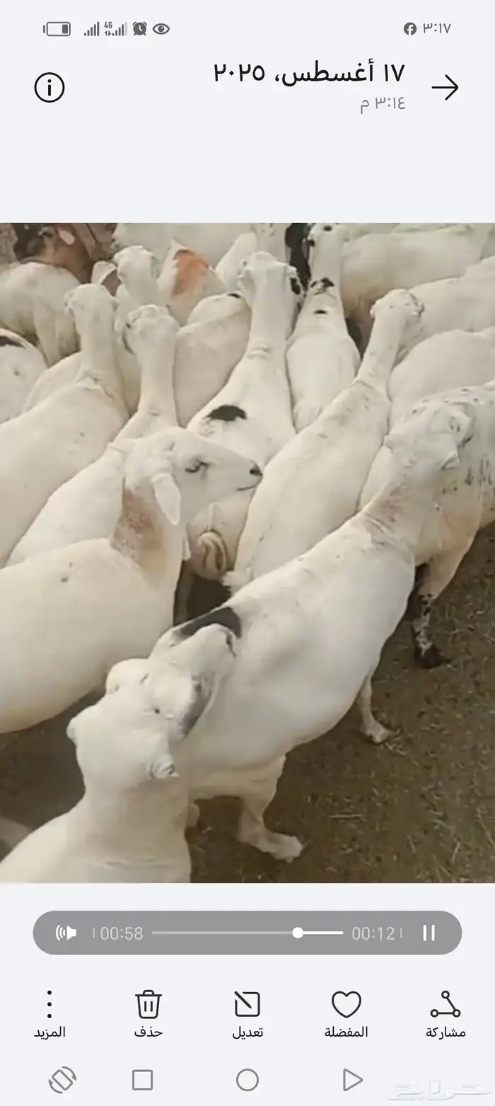 ضان رفيدي أكبر جرم العدد 70قرايب دفيع علا الشرط 0