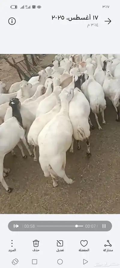 ضان رفيدي أكبر جرم العدد 70قرايب دفيع علا الشرط index