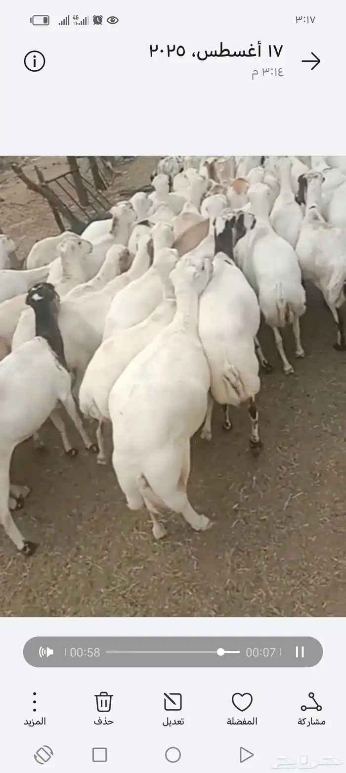 ضان رفيدي أكبر جرم العدد 70قرايب دفيع علا الشرط 1