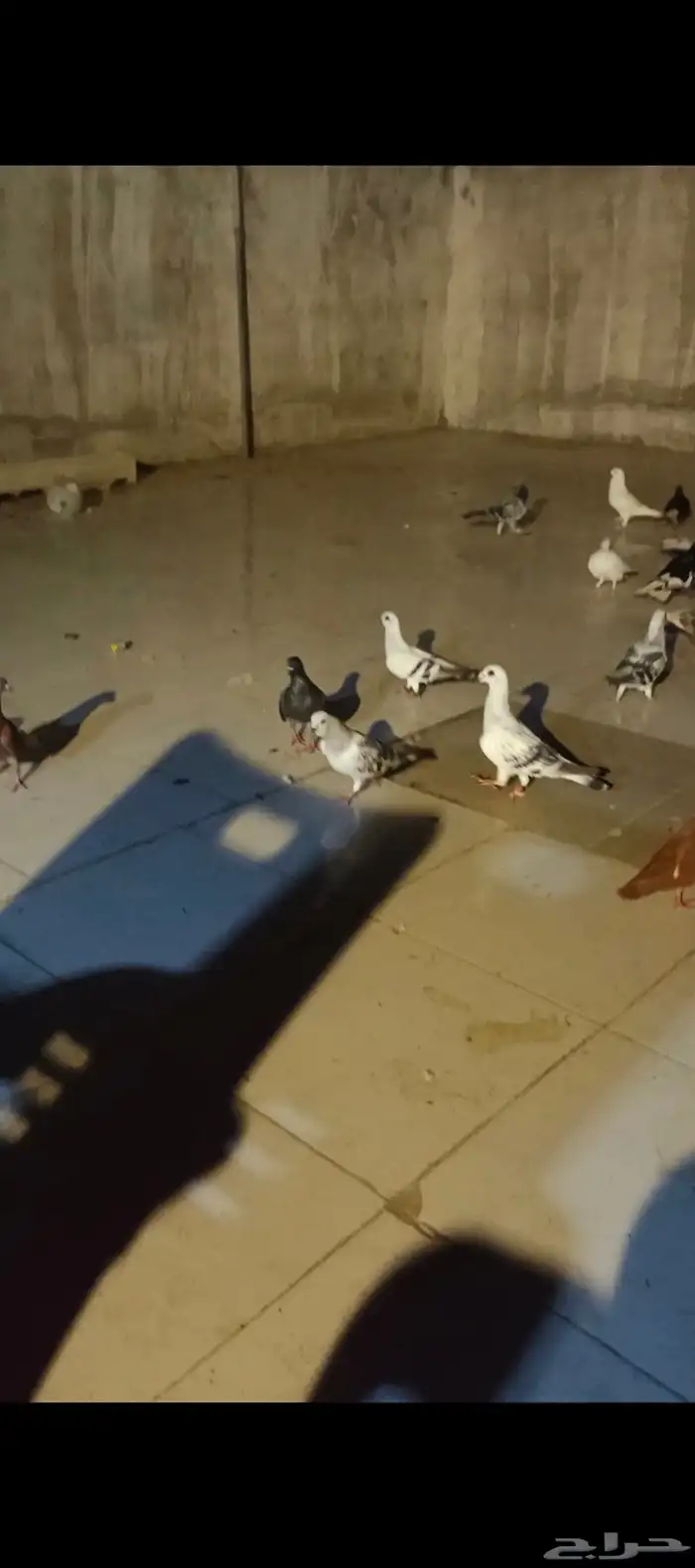 حمام كش العدد 25 شرط كش ثلاث طالعين من فكيك وباقي شرط كش 1