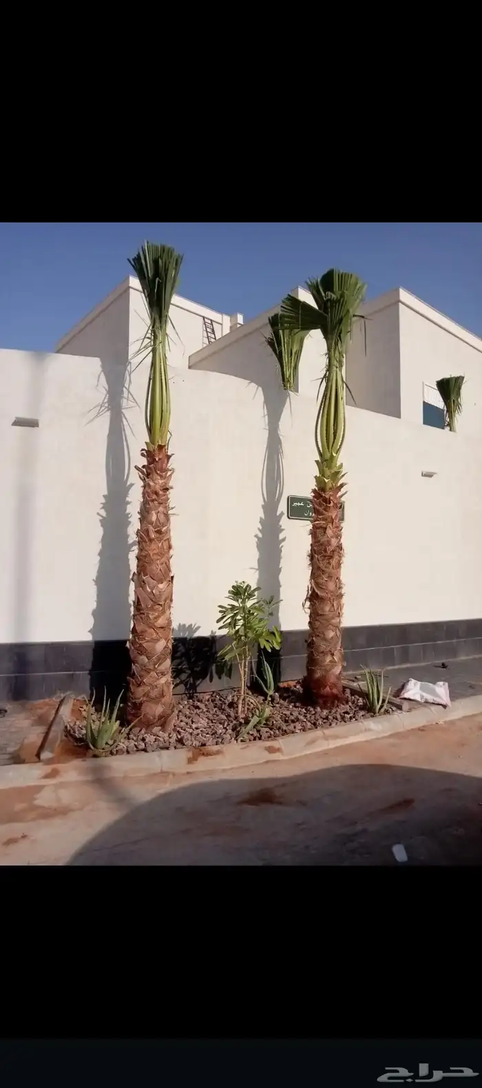 نخيل للبيع مثمر فسائل نقايل جثايث 14