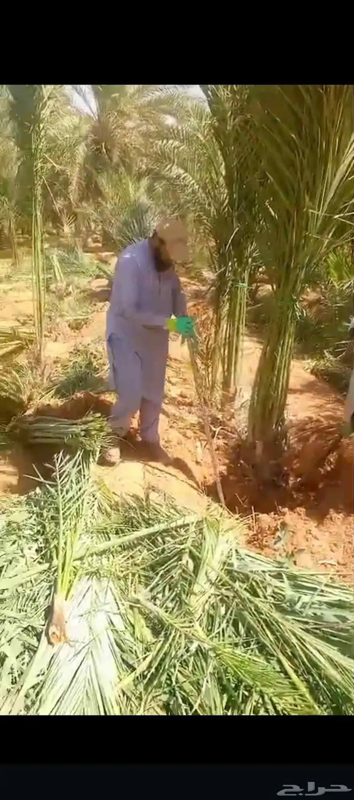 نخيل للبيع مثمر فسائل نقايل جثايث 3