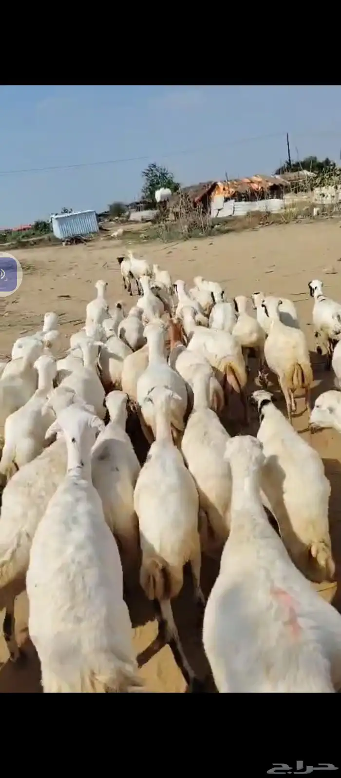 السلام عليكم يوجد ضان رفيديات العدد 60دفيع مراح واحد 1