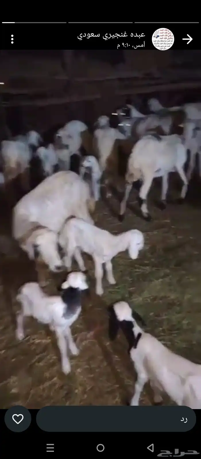 ضان مهجن حري مولدات العدد 40 وتبع 43 1