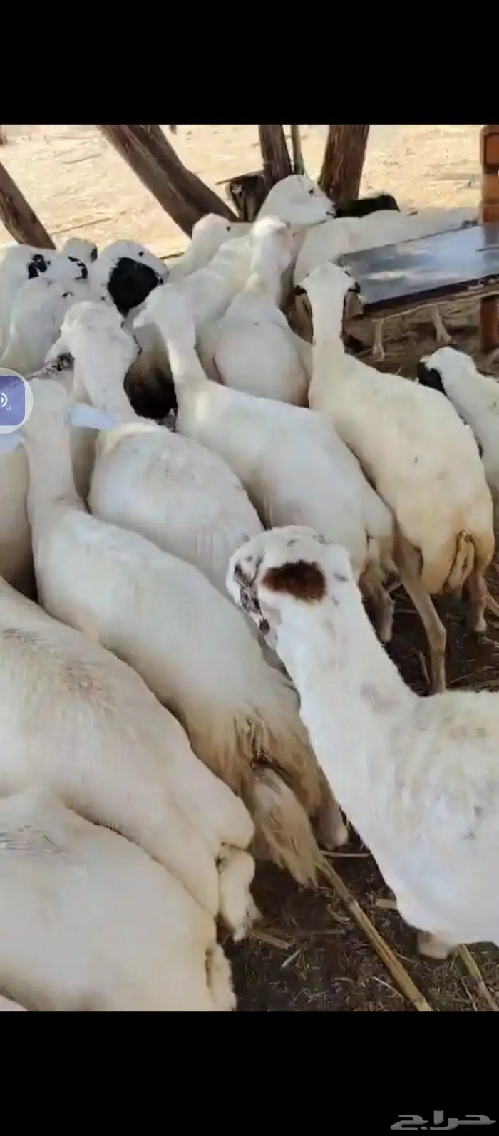 السلام عليكم يوجد ضان رفيديات العدد 60دفيع مراح واحد 4