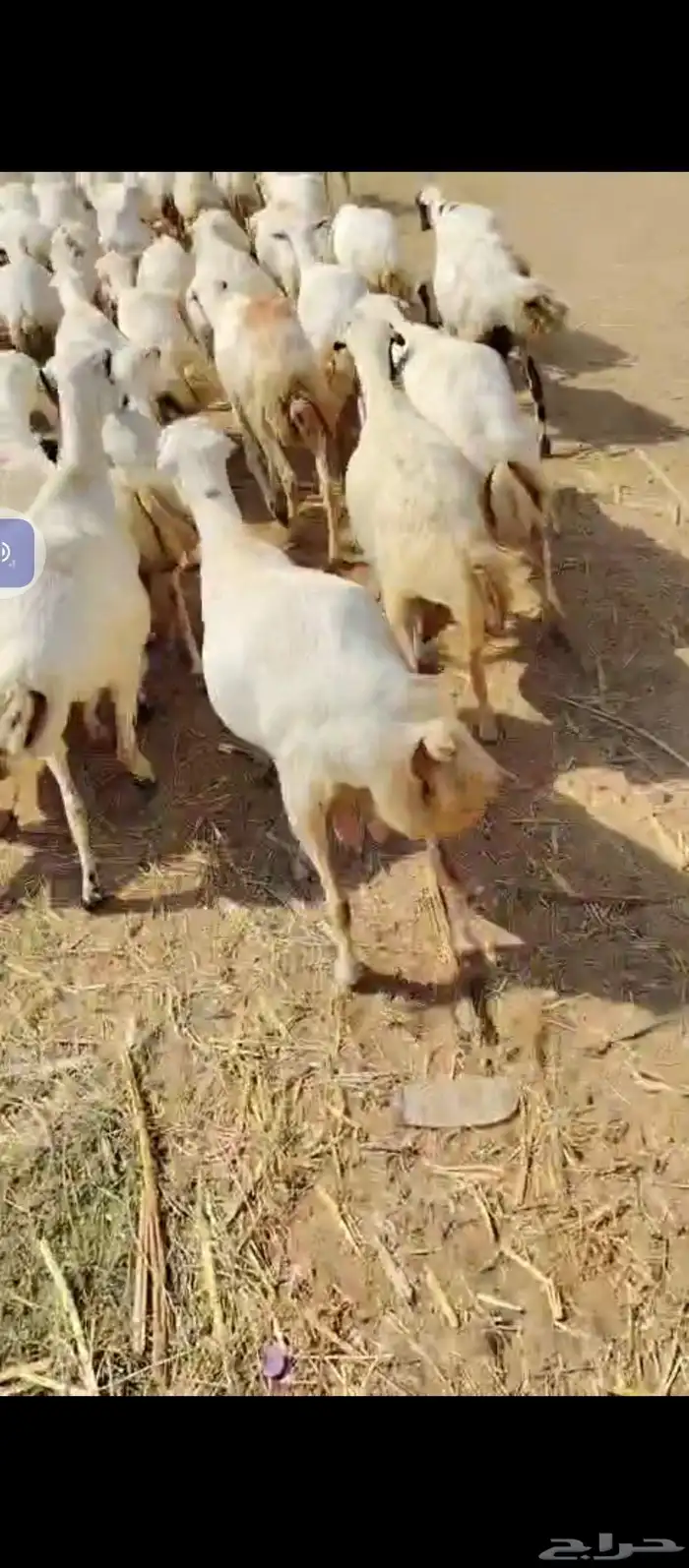 السلام عليكم يوجد ضان رفيديات العدد 60دفيع مراح واحد 6