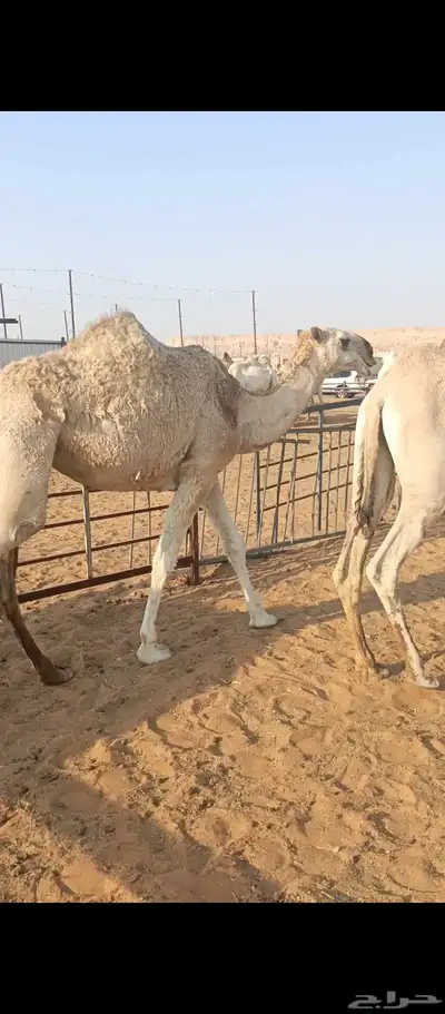 بكار كفوو شقح index