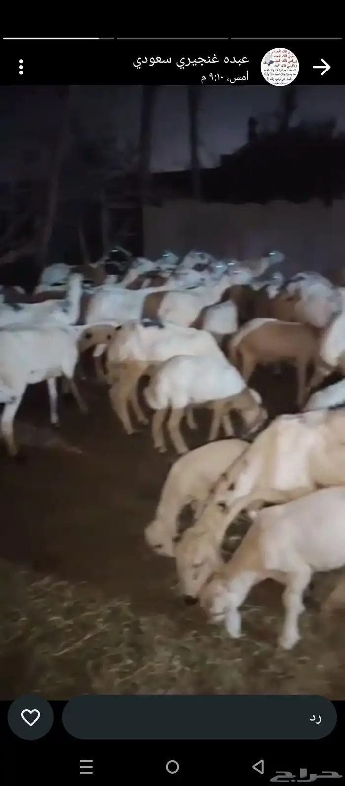 ضان مهجن حري مولدات العدد 40 وتبع 43 2