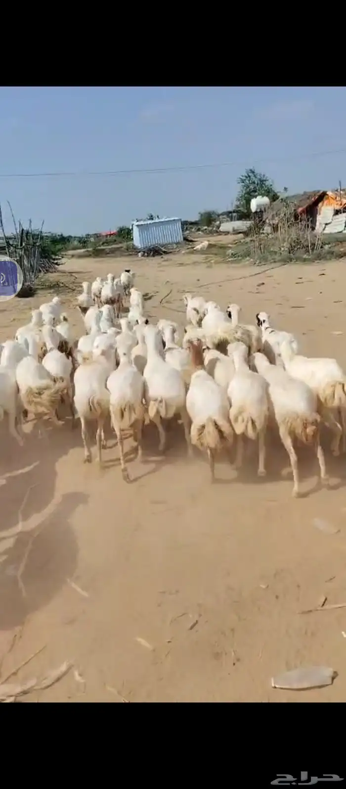 السلام عليكم يوجد ضان رفيديات العدد 60دفيع مراح واحد 0