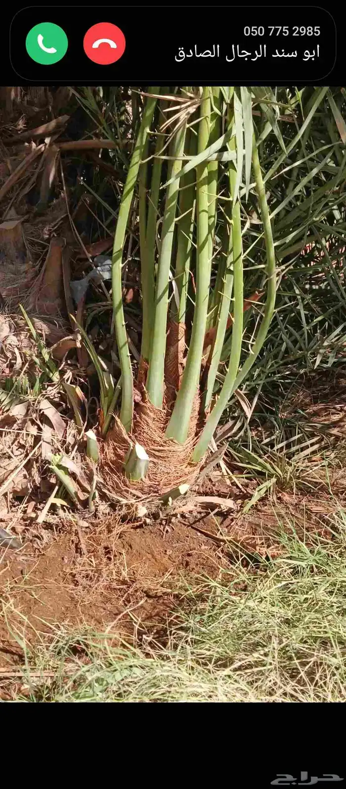 نخل للبيع بسعار مناسبة مقاسات مختلفه وعدة انواع متوفرة 0