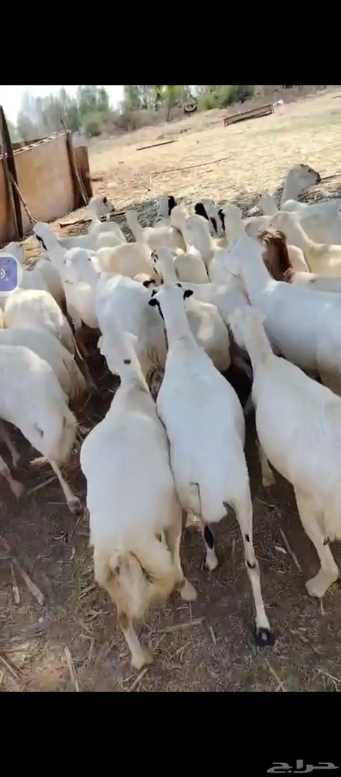 السلام عليكم يوجد ضان رفيديات العدد 60دفيع مراح واحد 3