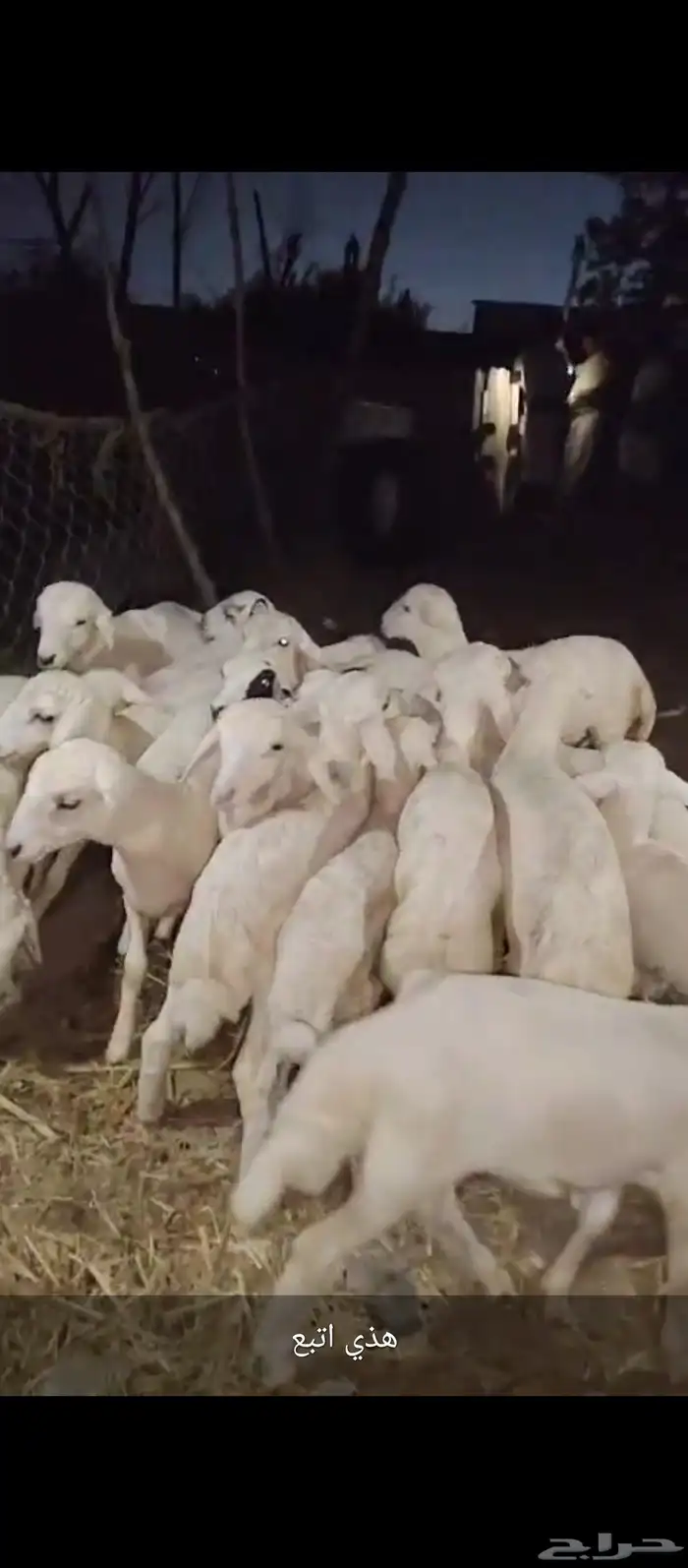 ضان مهجن حري مولدات العدد 40 وتبع 43 0