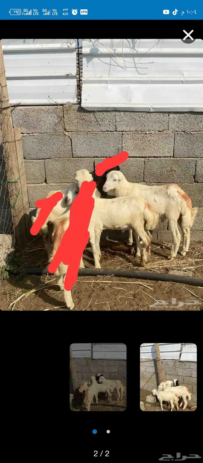بيع خرفان مستعجل 0