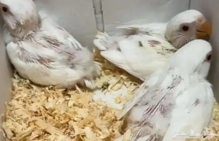 فراخ روز عمر 25 يوم العدد6حبة أربعة البينو واحد اخضر واحد كا 0