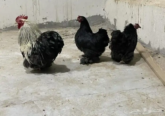 دجاج كوشن قزمي دم صافي 0