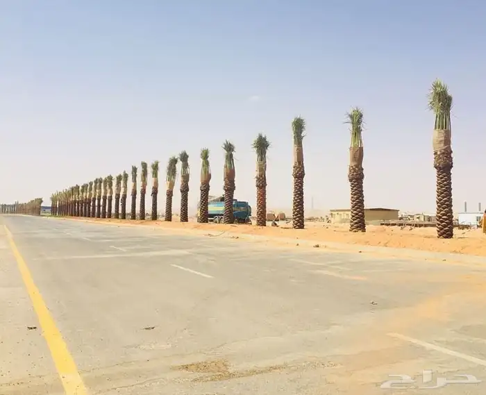 زرعه النخيل العربي وتكريب النخيل ويوجد جميع انواع النخيل 4