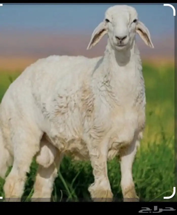 مطلوب 30 حرية مضاريع والا دفيع صغار سن 0