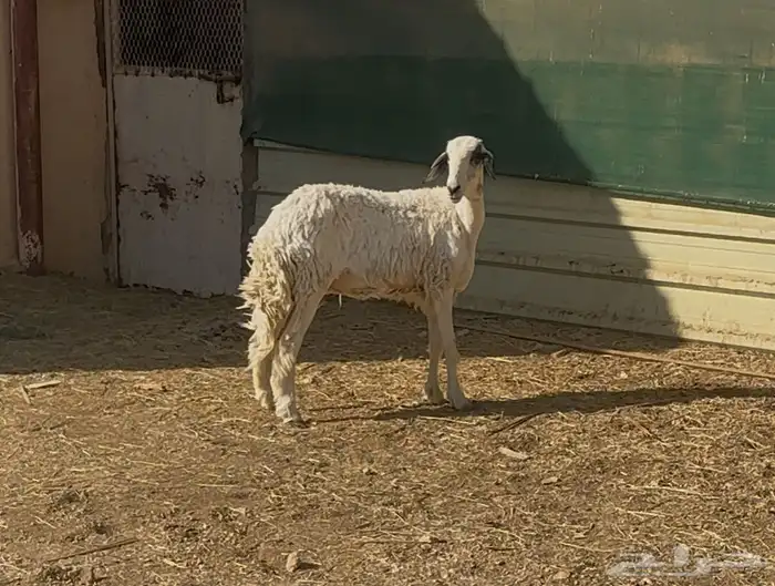 شاه حريه جذعه وبهم حري ونعيم 0