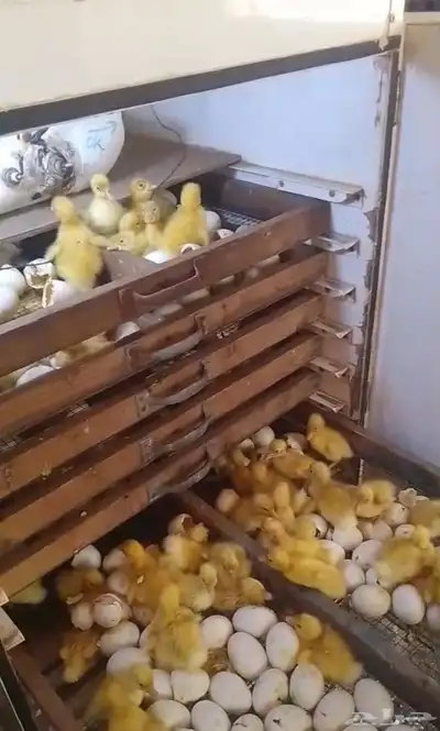 بيض بط بكيني index