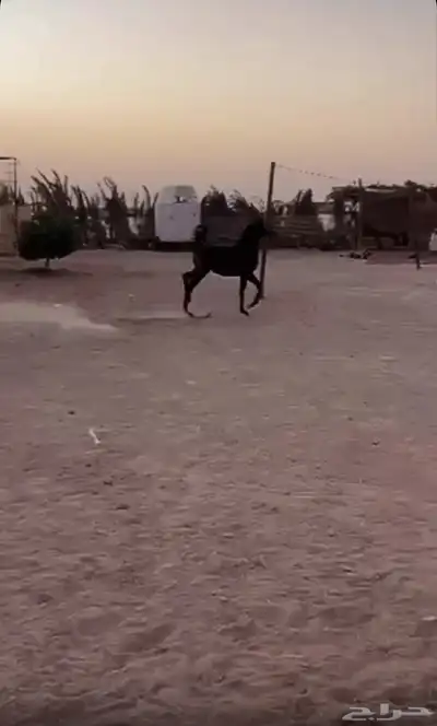 مهرة واهو index