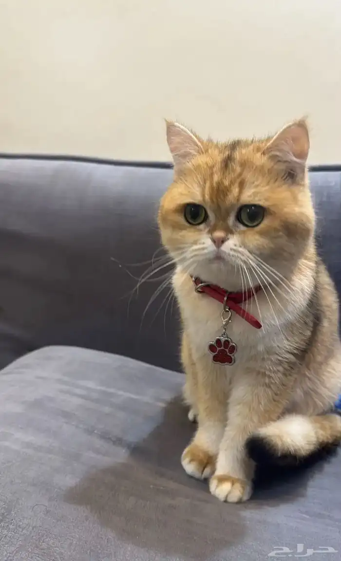 ذكر للبيع بريتش شورت هير 0