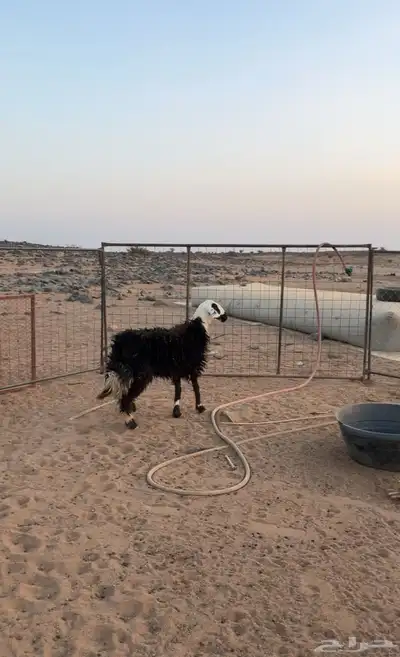 رخل جذعه index