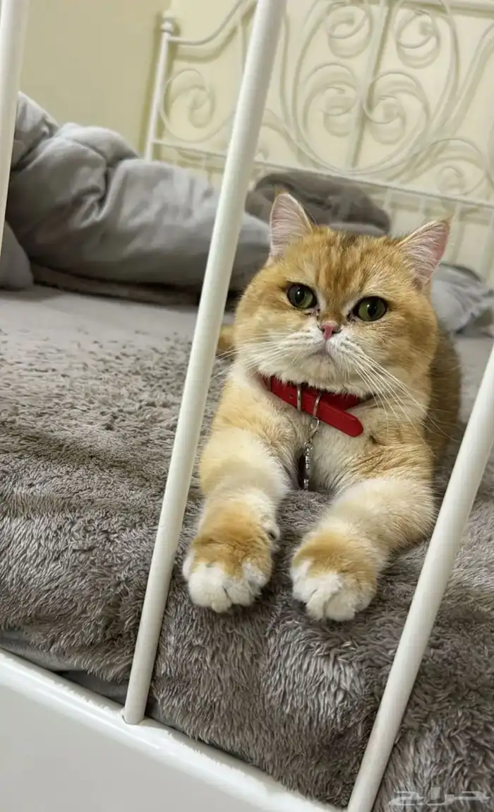 ذكر للبيع بريتش شورت هير 2