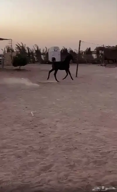 مهرة واهو index