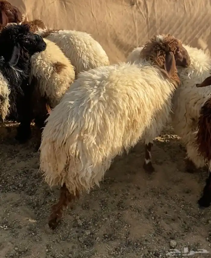 ذبايح نعيم   تابي و تمارا 3