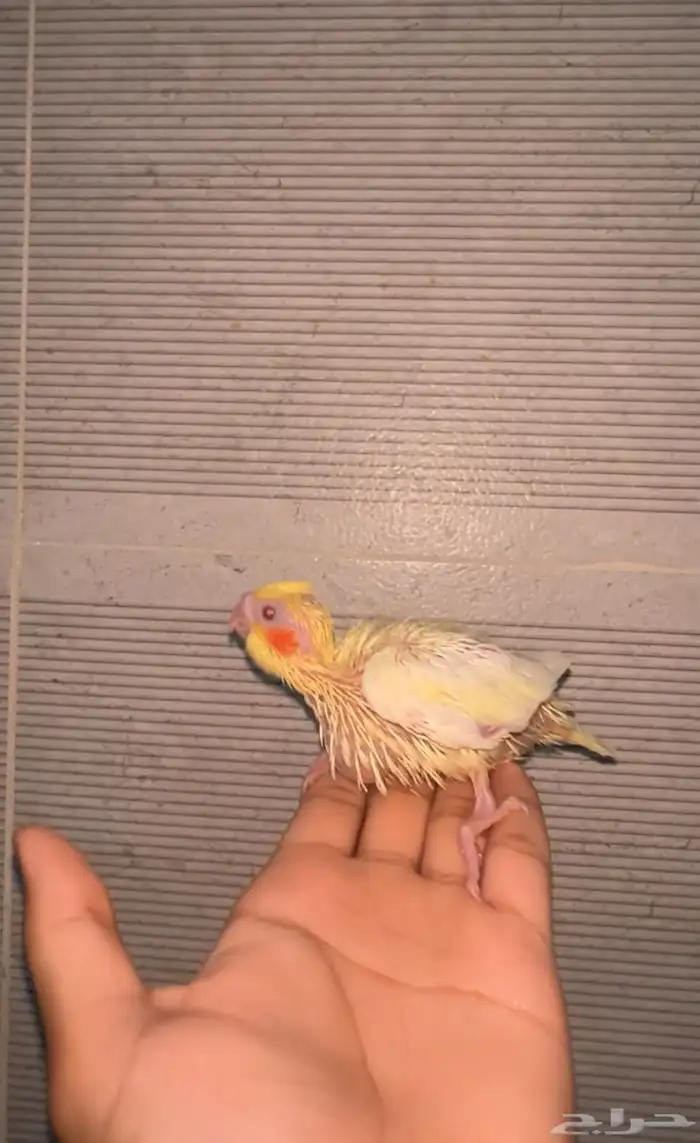 فرخ كروان ( كوتيل ) 0