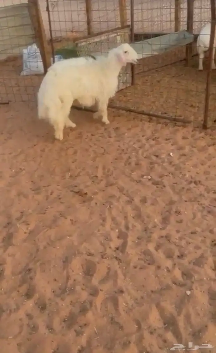 للبيع خاروف تم البيع 0