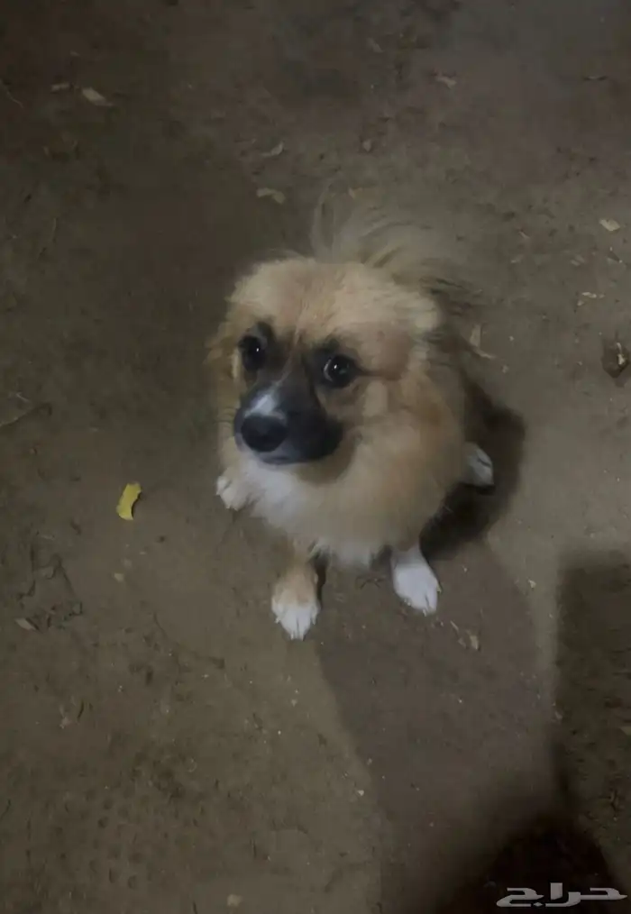 كلاب للبيع مالتيز الانثي و بمرنيان تي كب الزكر 3