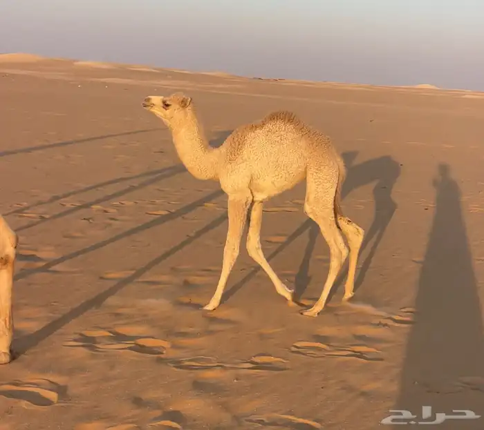 خلفه هجن طيبه وهديه وتحتها بكره فحل منتج 5