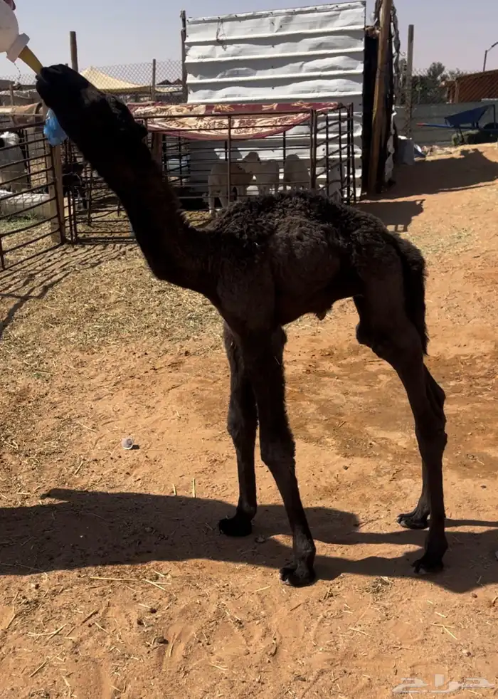 للبيع حوار ضيار اصفر 0