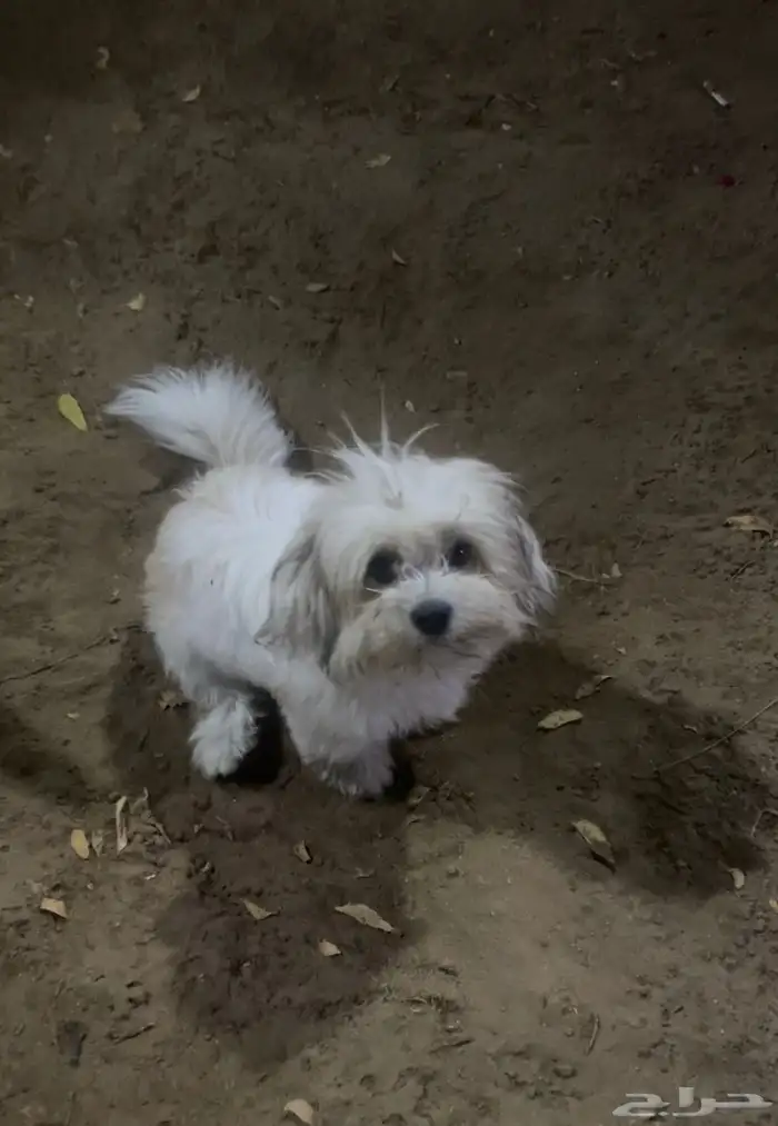 كلاب للبيع مالتيز الانثي و بمرنيان تي كب الزكر 0