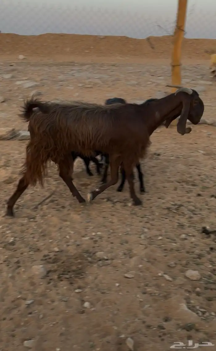 عنز مصريه مضرع 0